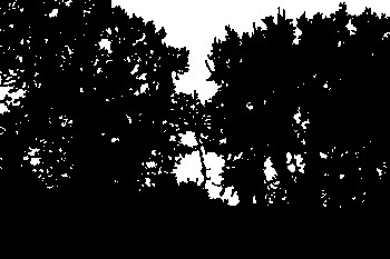 forest-4633746_960_720.jpg