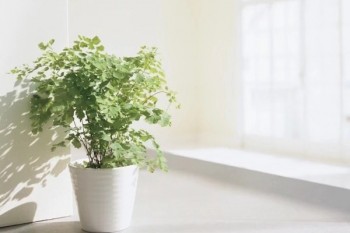 知乎評價的哪款老年防癌險最好