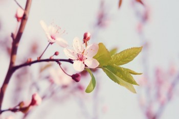 壽險(xiǎn)和定期壽險(xiǎn)的區(qū)別
