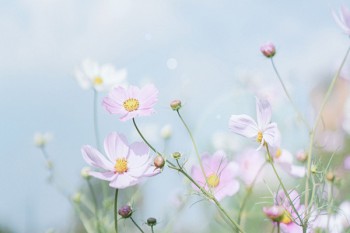 倍吉星保險(xiǎn)怎么樣