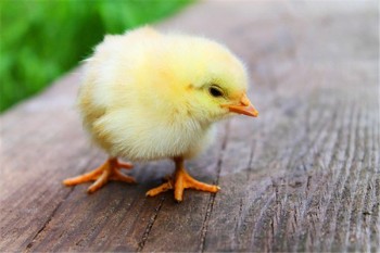 性價比高的醫(yī)療保險