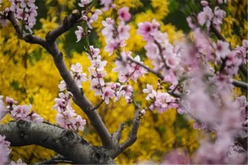 高額意外險(xiǎn)怎么賠付