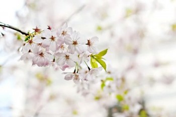 意外傷害保險(xiǎn)屬于什么費(fèi)
