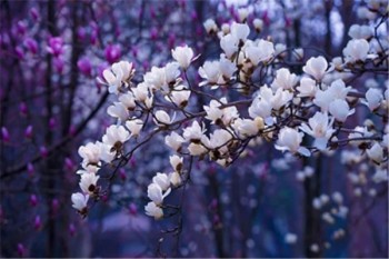 保險住院報銷需要拿什么材料