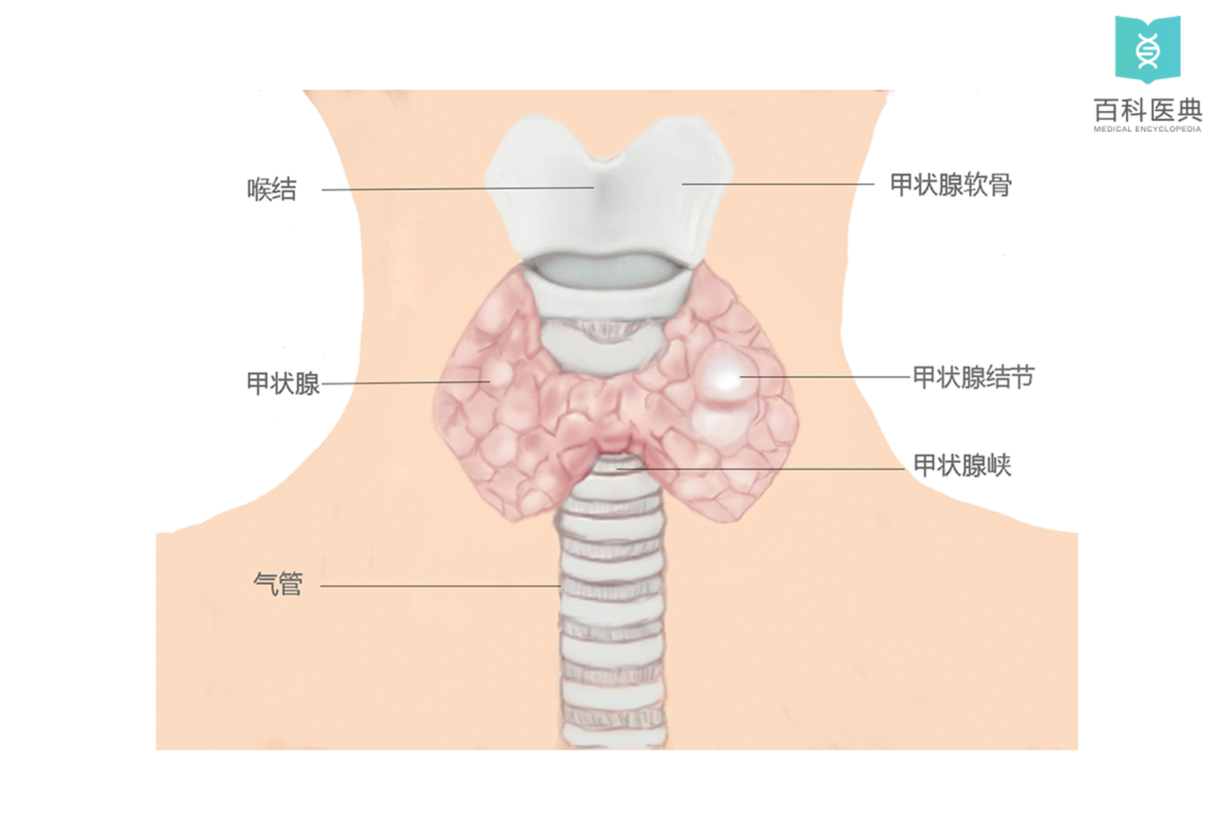 甲狀腺位置.jpg