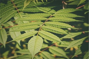 老年人防癌險(xiǎn)多少錢一年