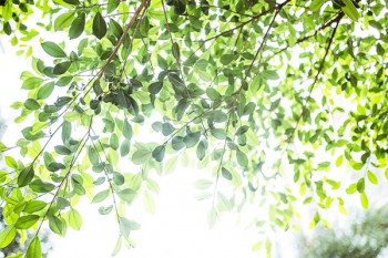 國壽福終身壽險至尊版優(yōu)缺點(diǎn)
