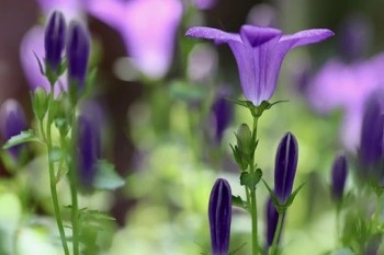 平安e生保2020產(chǎn)品介紹
