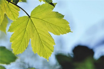 大都會人壽終身返還意外保險