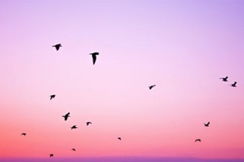 終身疾病保險(xiǎn)條款