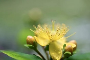 德華安顧孝親寶