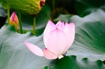 上海人壽小蜜蜂意外險怎么樣