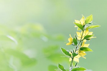 健康福重疾險怎么退