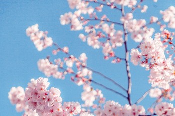 百萬醫(yī)療險保什么病