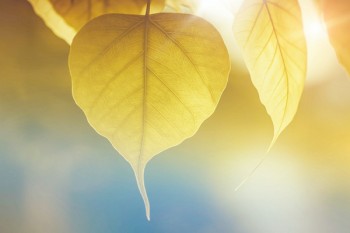  保險公司重疾險比較