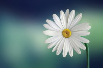 重疾險如實告知