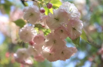 安享無憂意外傷害保險(xiǎn)