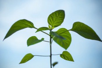 太平洋保險(xiǎn)金佑人生退保能退多少錢(qián)
