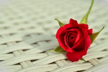 長(zhǎng)青樹(shù)重疾險(xiǎn)