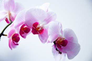 重疾險(xiǎn)參保條件