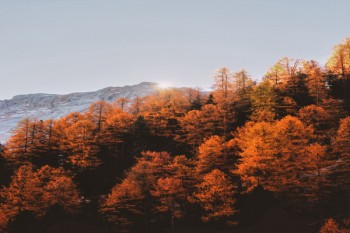 友邦重疾險保費