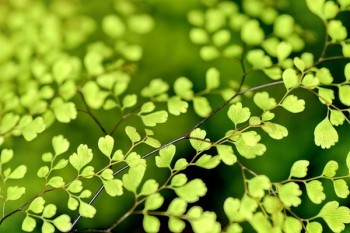 泰康重疾險(xiǎn)可以退保嗎