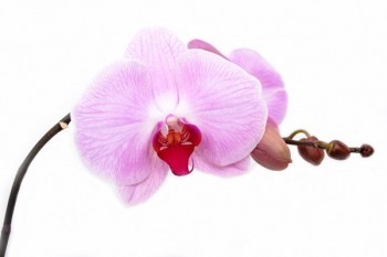 胃癌是重疾險(xiǎn)里面保的疾病嗎