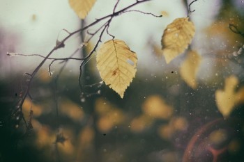 華夏人壽常青樹重疾險怎么樣