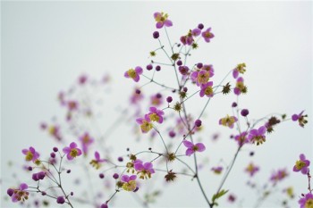 吉祥人壽重疾險(xiǎn)