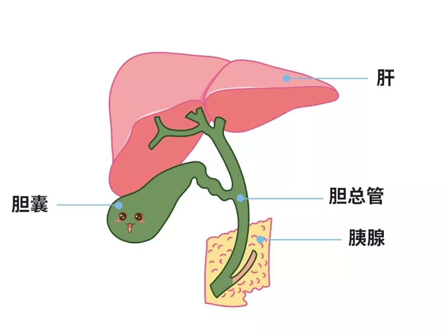 膽結(jié)石買(mǎi)保險(xiǎn)