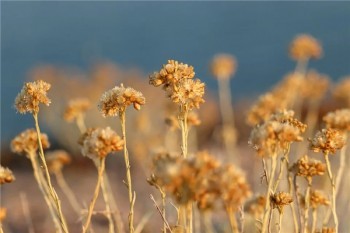 重疾險和防癌險有必要同時買嗎