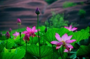 信泰如意享險種詳細(xì)介紹，產(chǎn)品優(yōu)勢有哪些？