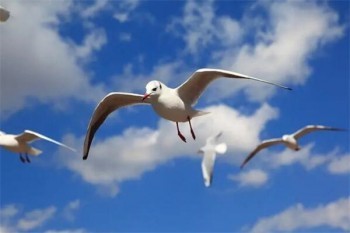 中意一生保終身壽險(xiǎn)