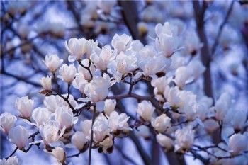 壽險風(fēng)險保額什么意思