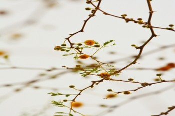 太平洋老來福終身壽險
