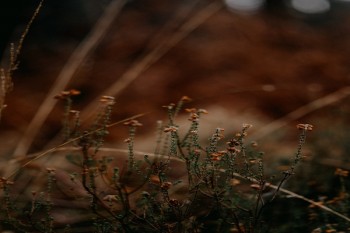 銀泰人生終身壽險(分紅型)