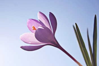 一年期壽險(xiǎn)