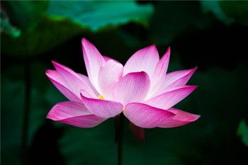 大都會定期壽險