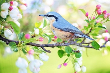 養(yǎng)老險和壽險的區(qū)別