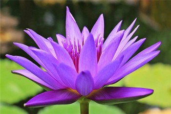 中國人壽終身壽險(xiǎn)