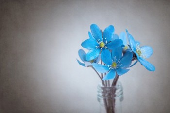 金瑞人生c款終身壽險(xiǎn)分紅型