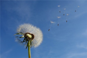 附加定期壽險是什么意思