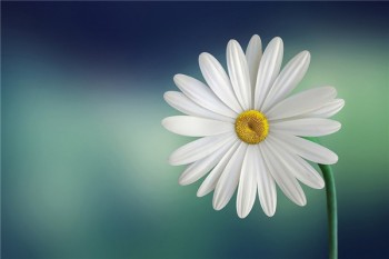 定期壽險和終身壽險的區(qū)別
