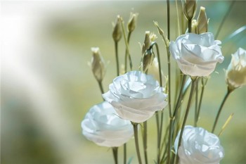 金享人生終身壽險退保