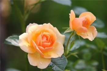 太保金佑人生終身壽險(xiǎn)