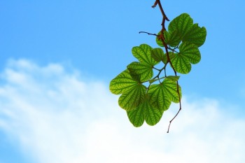 太平洋壽險怎么退保