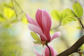 壽險(xiǎn)是什么險(xiǎn)種