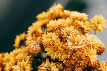 平安萬能險(xiǎn)保單退保怎么可以全額退款？退保方式是怎樣的？
