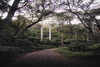 太平洋保險(xiǎn)公司金福人生