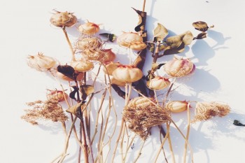 壽險健康險養(yǎng)老險的區(qū)別